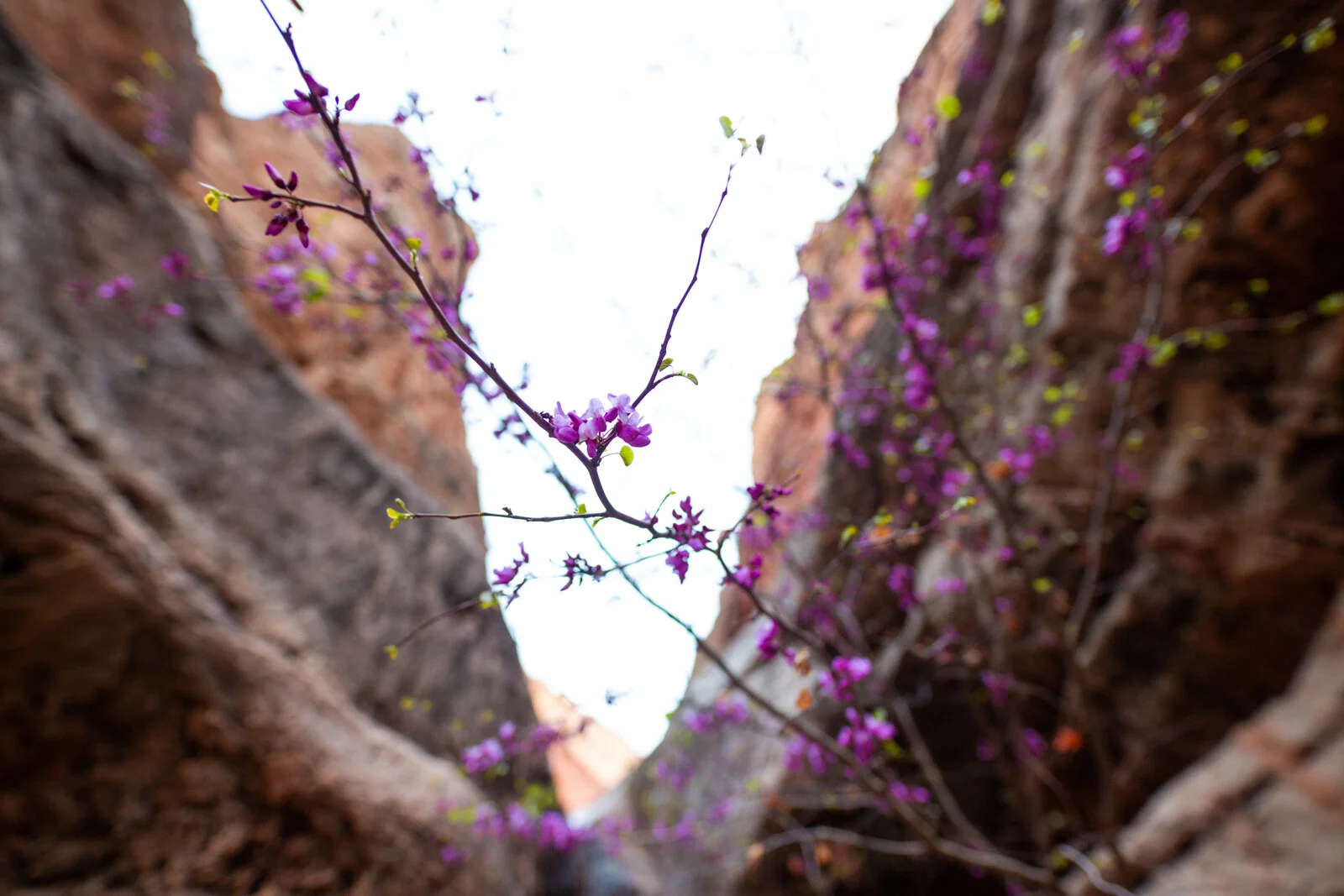 2021_GrandCanyon_SeanRyan-0498.jpg