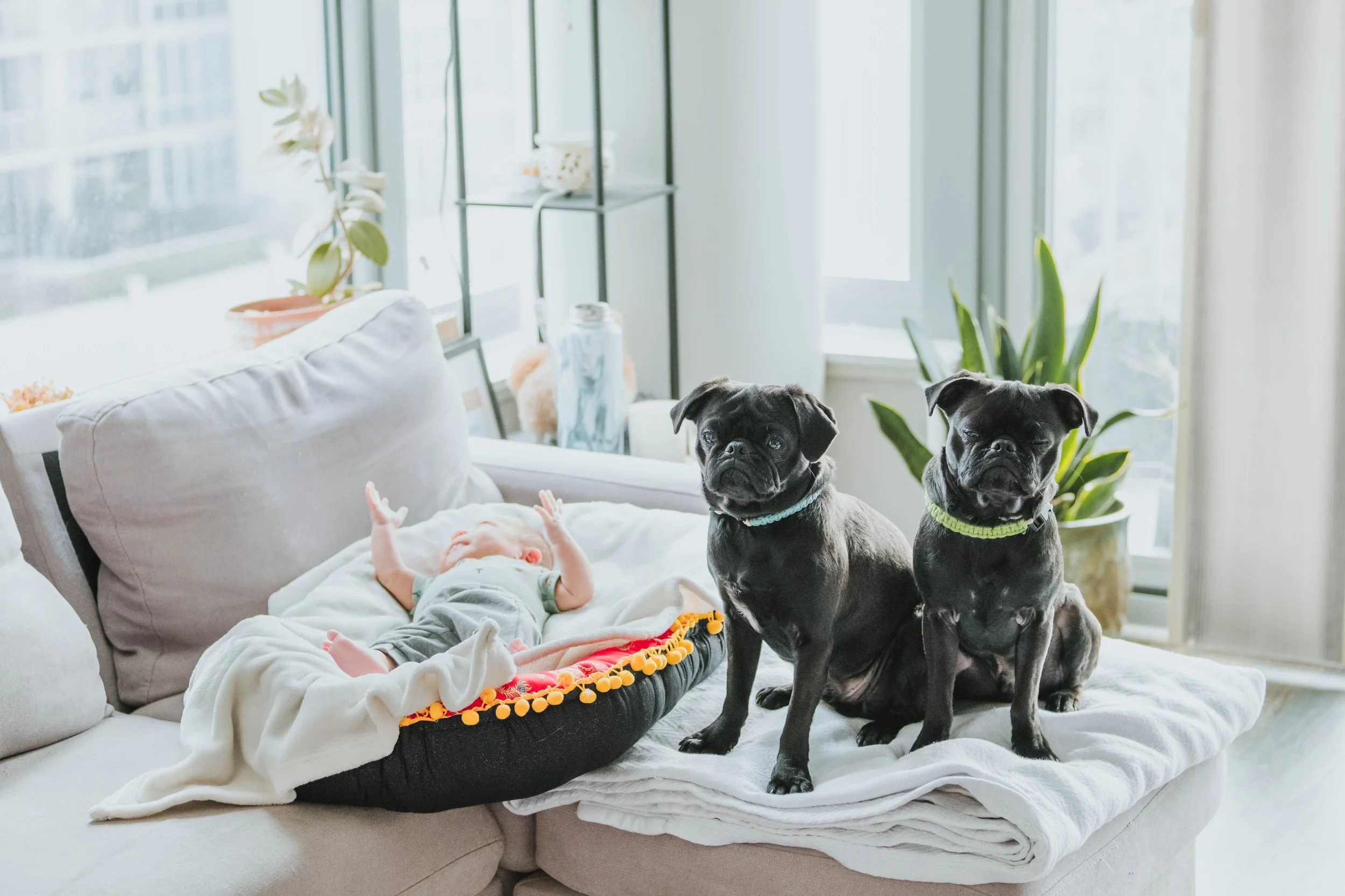 Two black dogs sitting on a couch near a baby lying on a blanket, with a large window, potted plants, and shelves in the background.