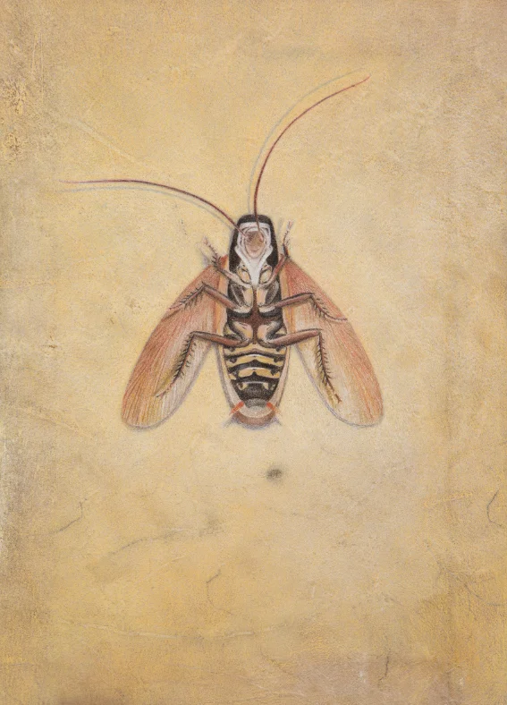 Una Cucaracha