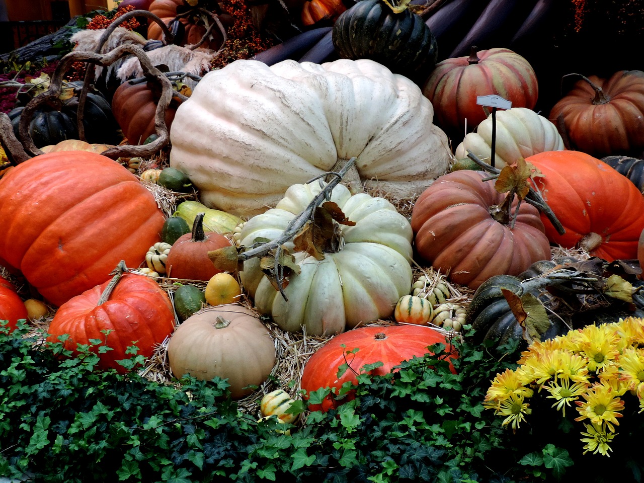 pumpkin-patch-2783707_1280.jpg