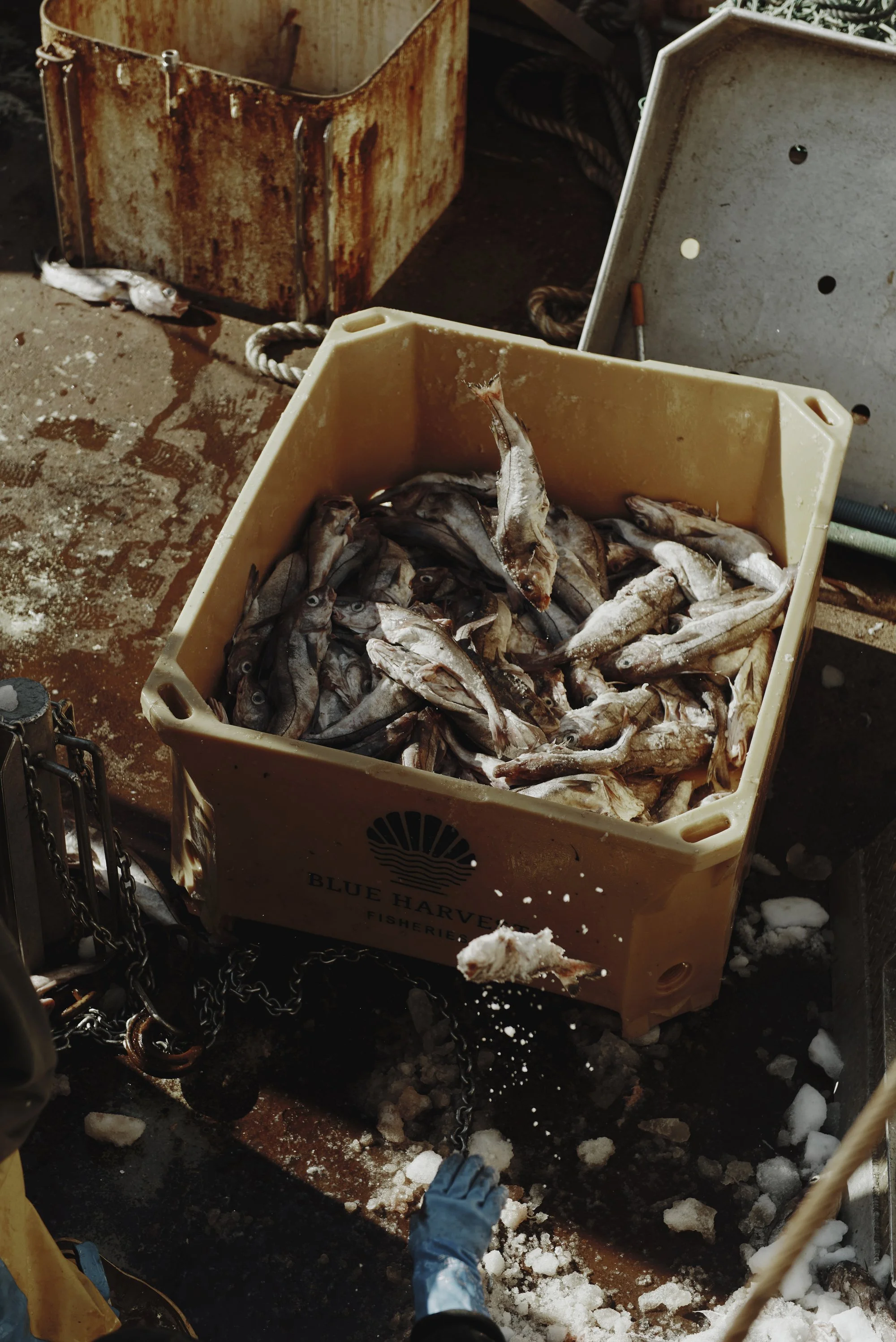 20220601 New Bedford Fishing-13_maxHeight_3000_maxWidth_3000.jpg