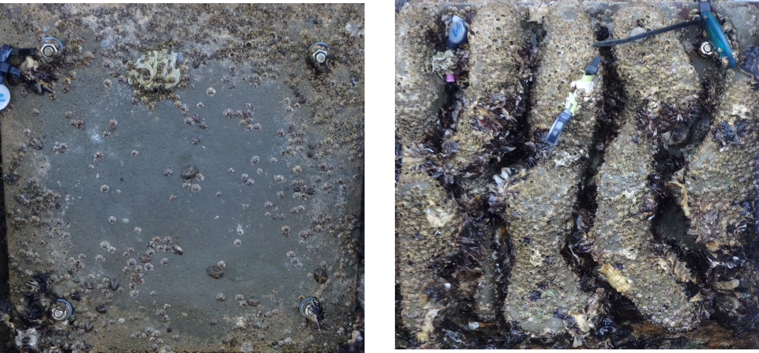 Above: Oyster colonisation rates on a flat concrete seawall compared to a 3D printed habitat seawall. mage courtesy of SIMS 
