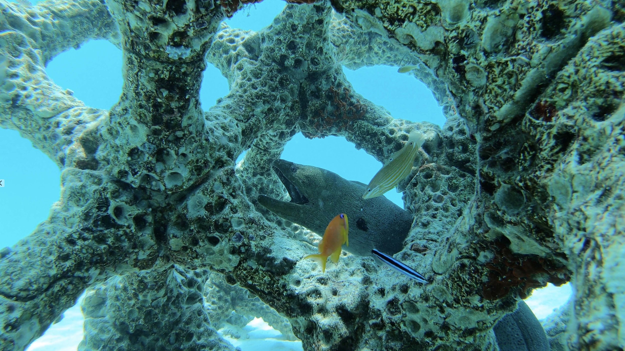 Goad.MARS Wide with Moray .jpg