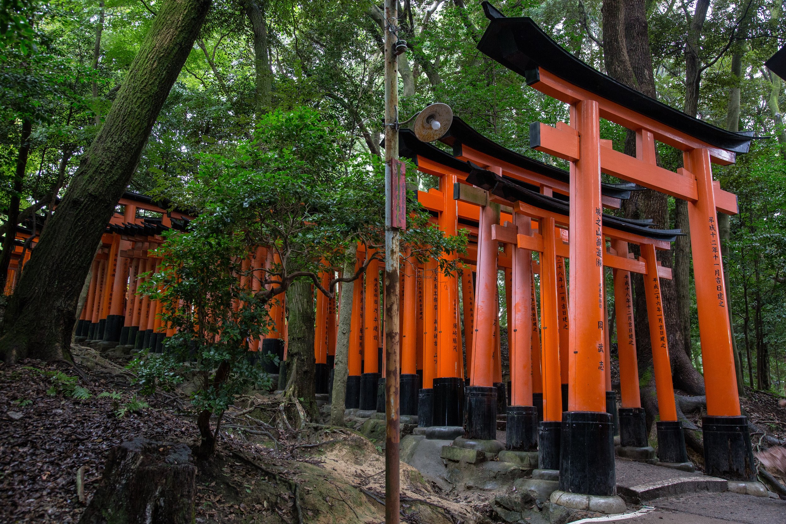 The Torii gates