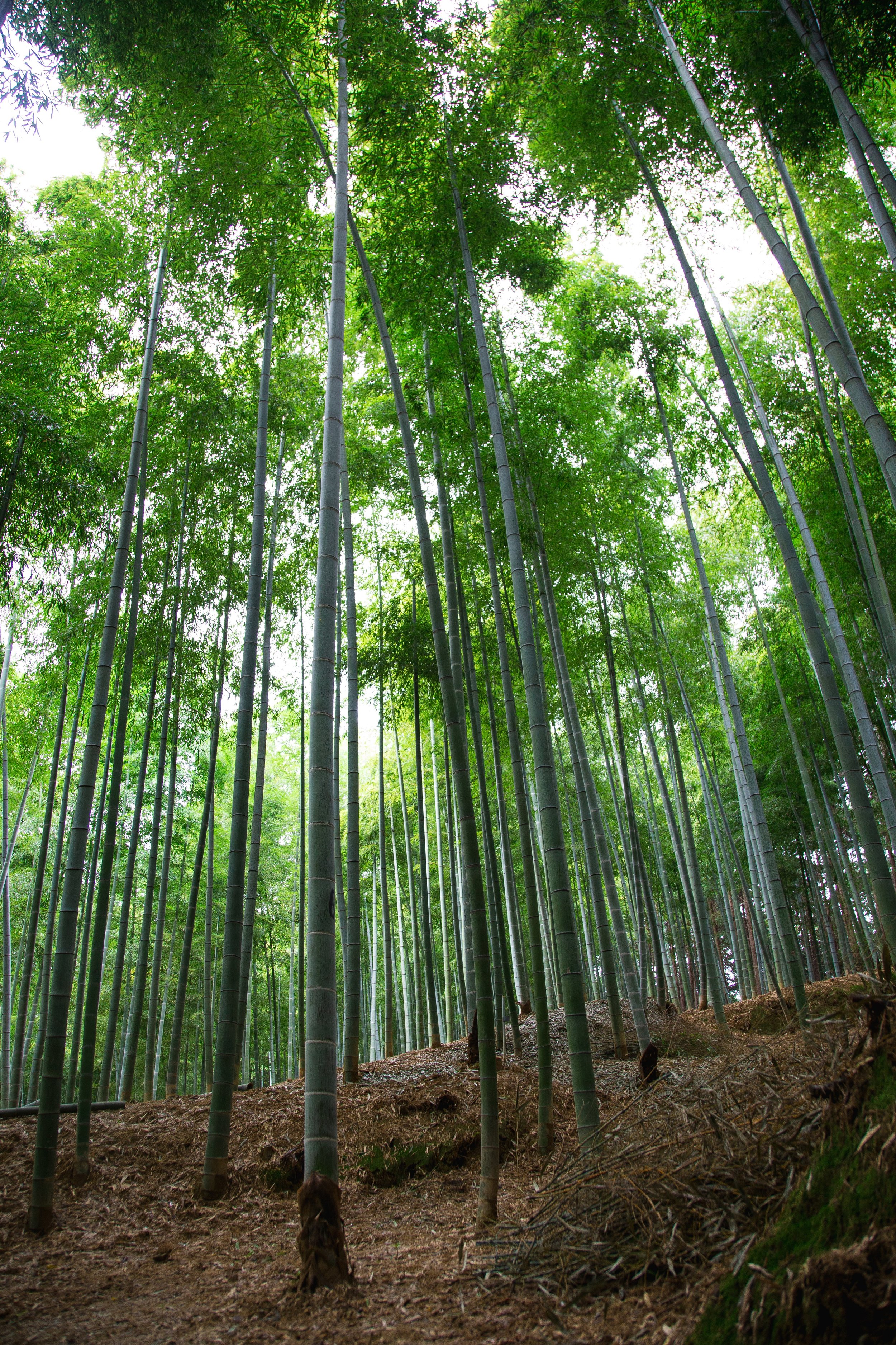 Bamboo forest in Kyoto