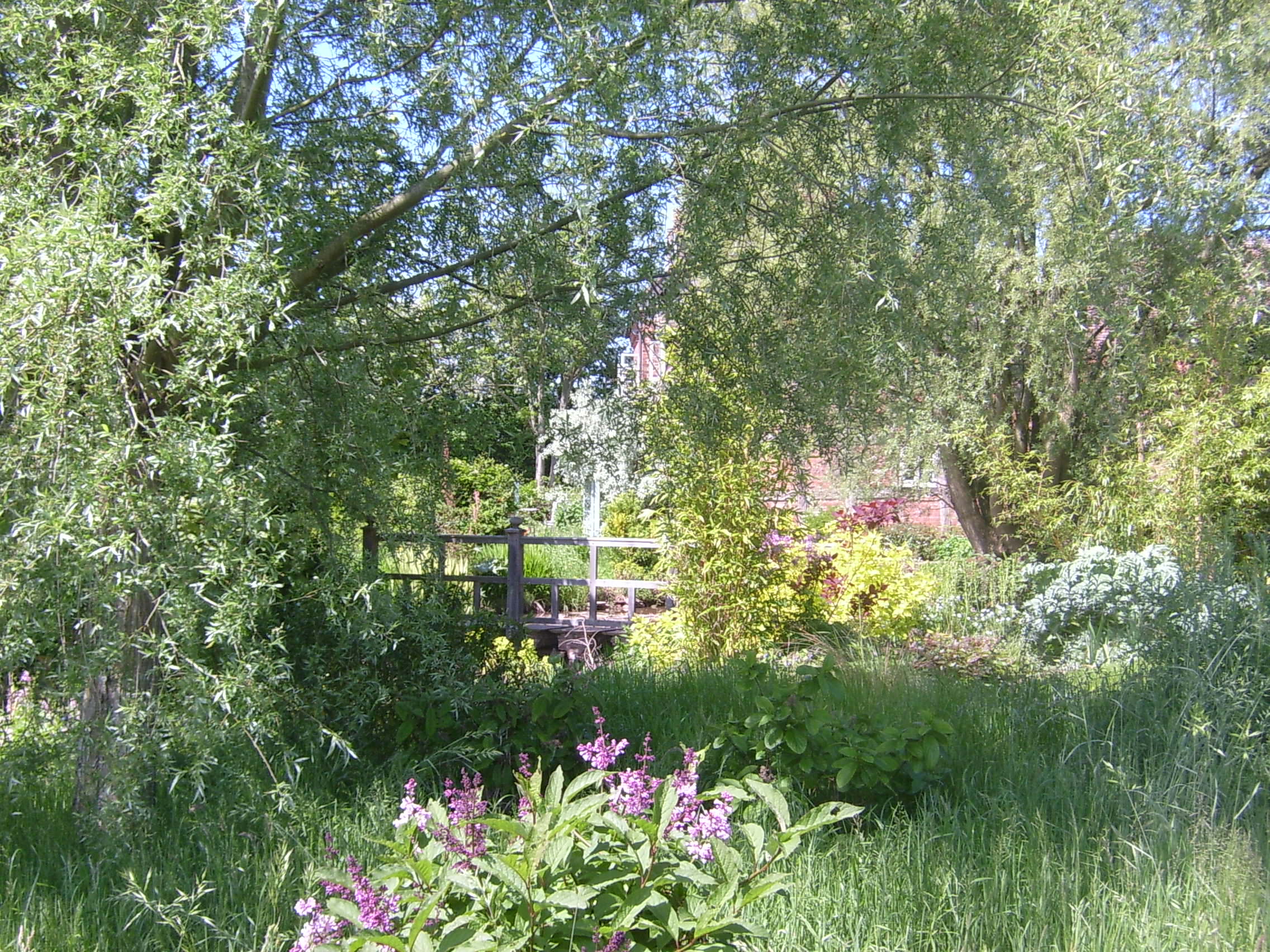 Pond garden.jpg