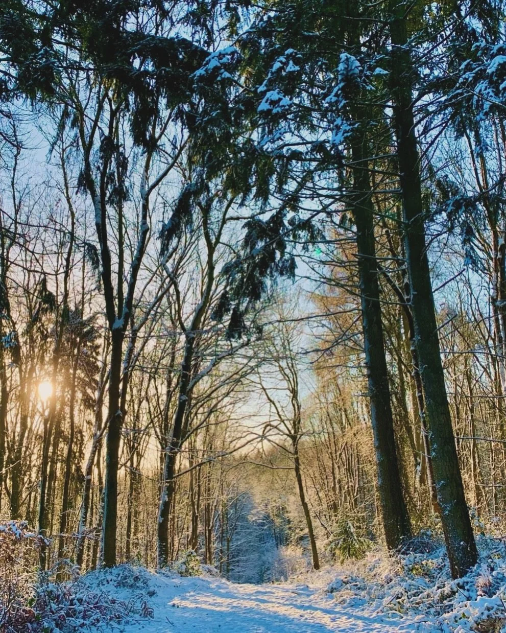 A perfect day for a winter walk in the woods. Our holiday let guests can wander across the Estate when they are staying here and it&rsquo;s a beautiful time to get out into nature. We have a couple of free weekends available in February and March if 
