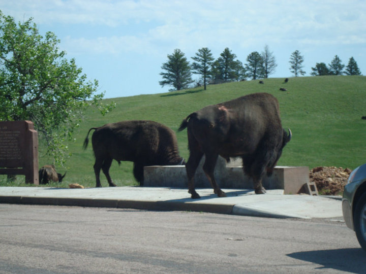 Bison. The best thing about South Dakota. 
