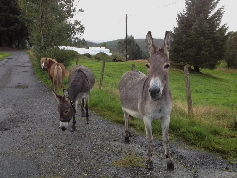 To esel og ein ponny hadde tulla seg ut på E134 i morgontimane, det virka ei stund som dei haika. Men vi har ikkje for vane å ta opp haikarar, som esel eller ponny i bilen vår. Så far vel, kjære medtrafikantar og gå inn på beitet att, sjølv om det er smått der, samanlikna med Bremen! (Foto: Magne Fitjar)