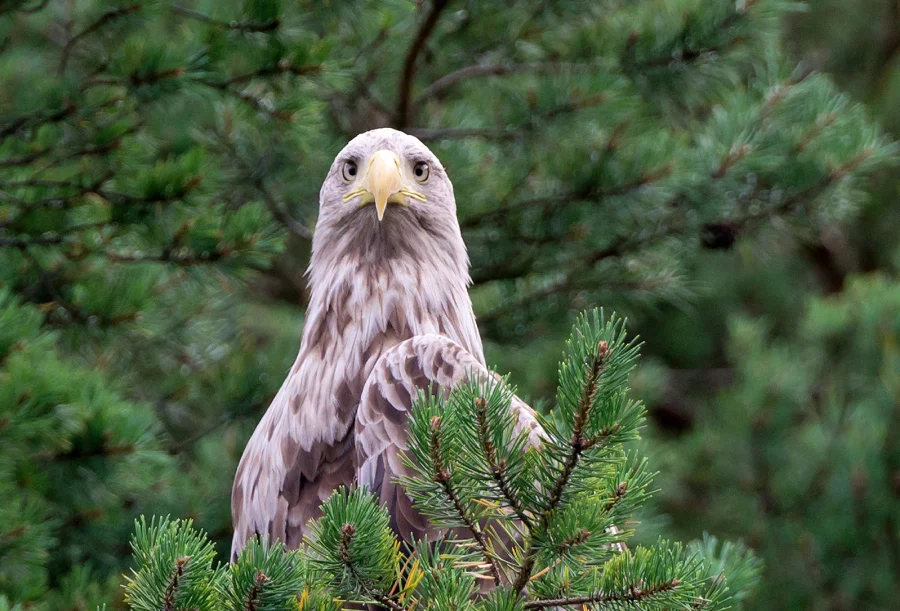 Ørnemor har eit skarpt blikk.