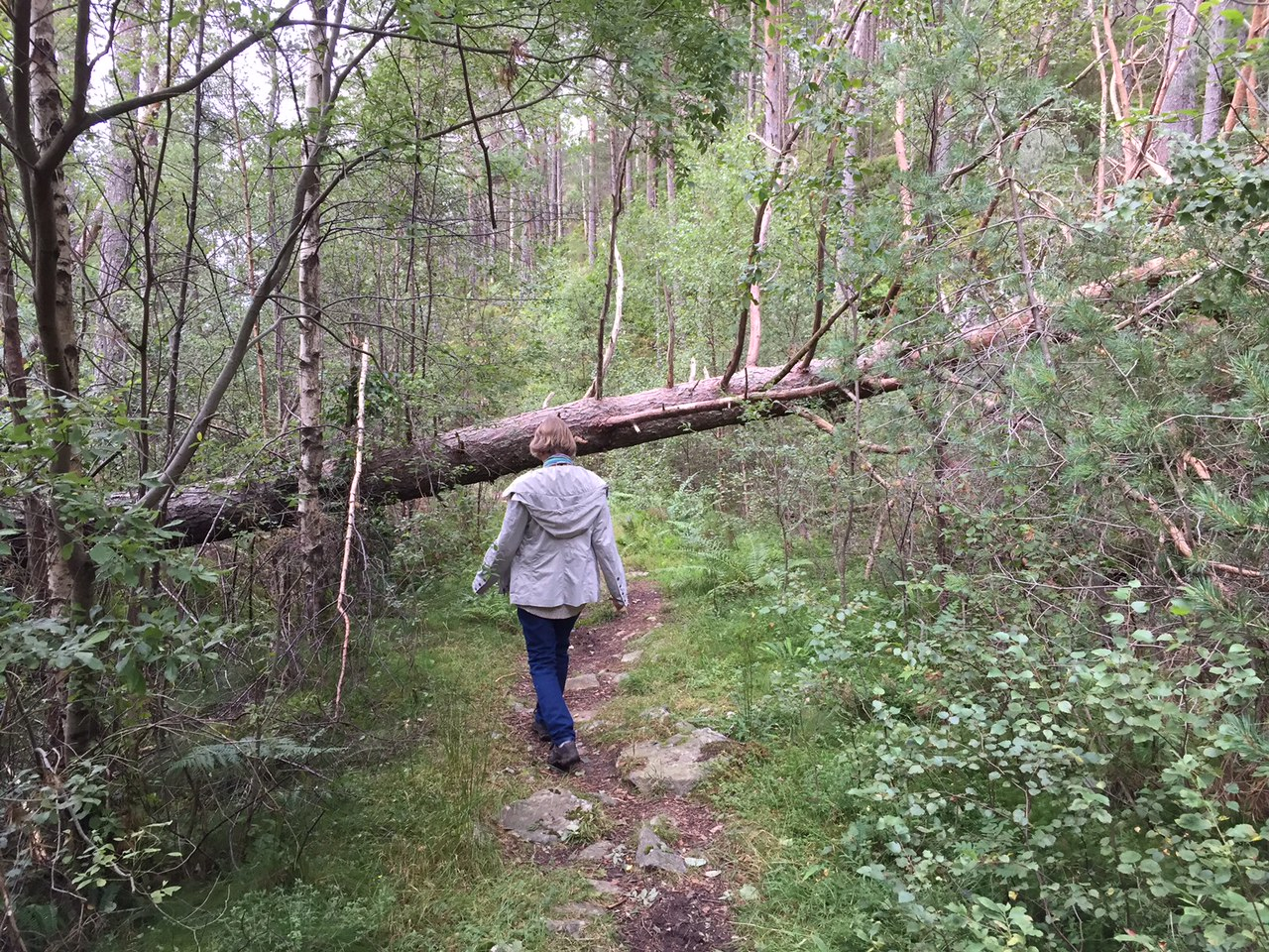 Rundt om i heile Kvinnherad finn vi mange fine turstiar, som er merka og rydda for ålmenta etter ein fenomenal dugnadsinnsats frå mange frivillige gjennom mange år. Det er ikkje betalt med pengar, for å bruka eit gammalt uttrykk. Men av og til kjem vi likevel over situasjonar som denne i Bogsnesåsen på Husnes. Den store furua har truleg lege på denne måten sidan vinterstormane herja på våre kantar. Kven vil ta affære og gjera som skrive står i den gamle salmen «Gjer døri høg, gjer porten vid»? Her ligg mykje god ved og ventar på den som vil ta eit tak. Men spør grunneigaren først!