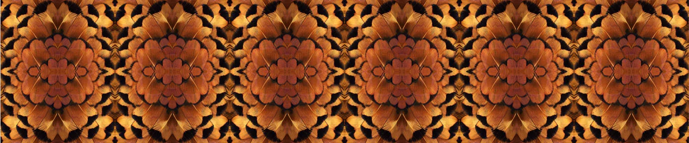 pheasantOrange_web.jpg