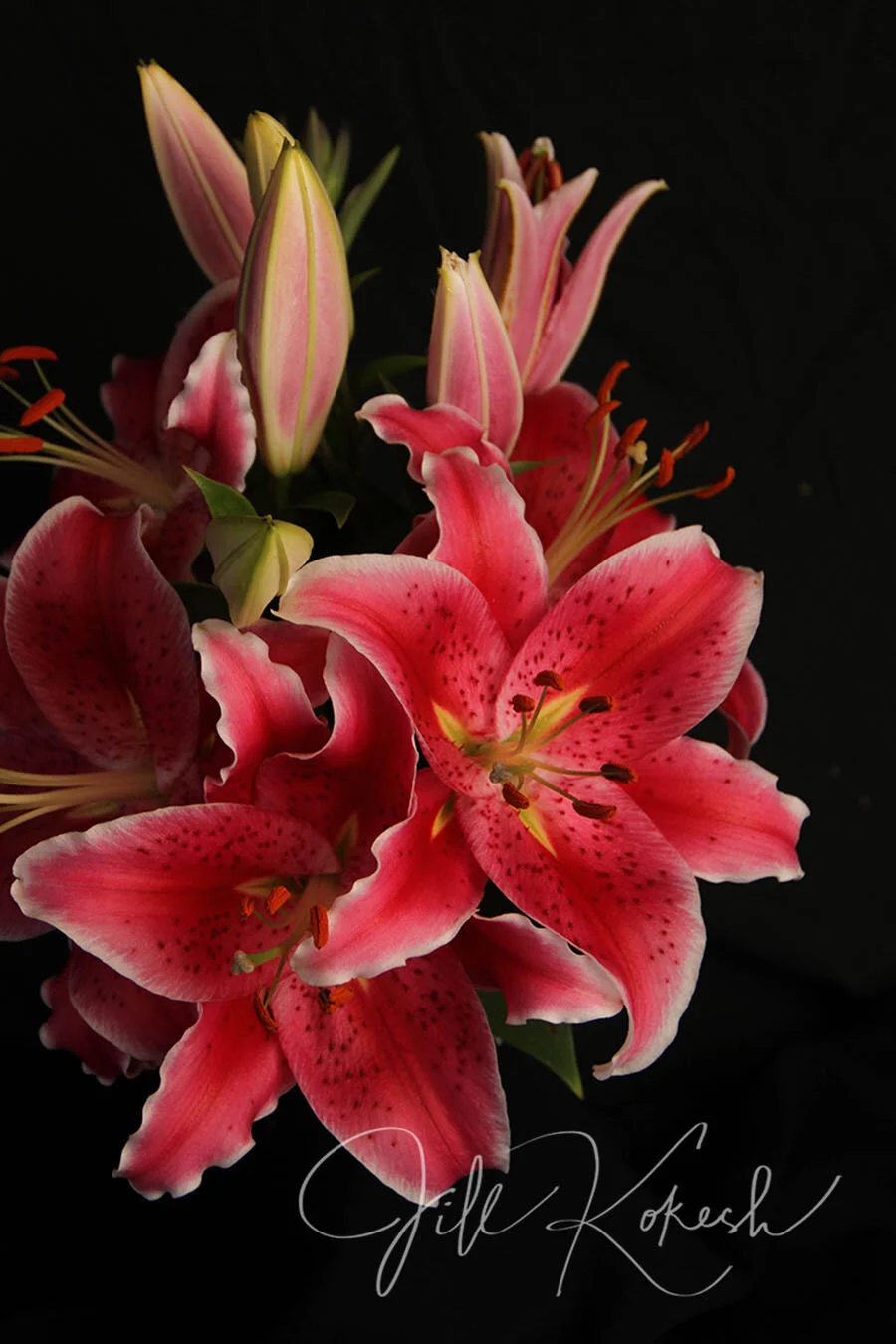 lilly-1.jpg