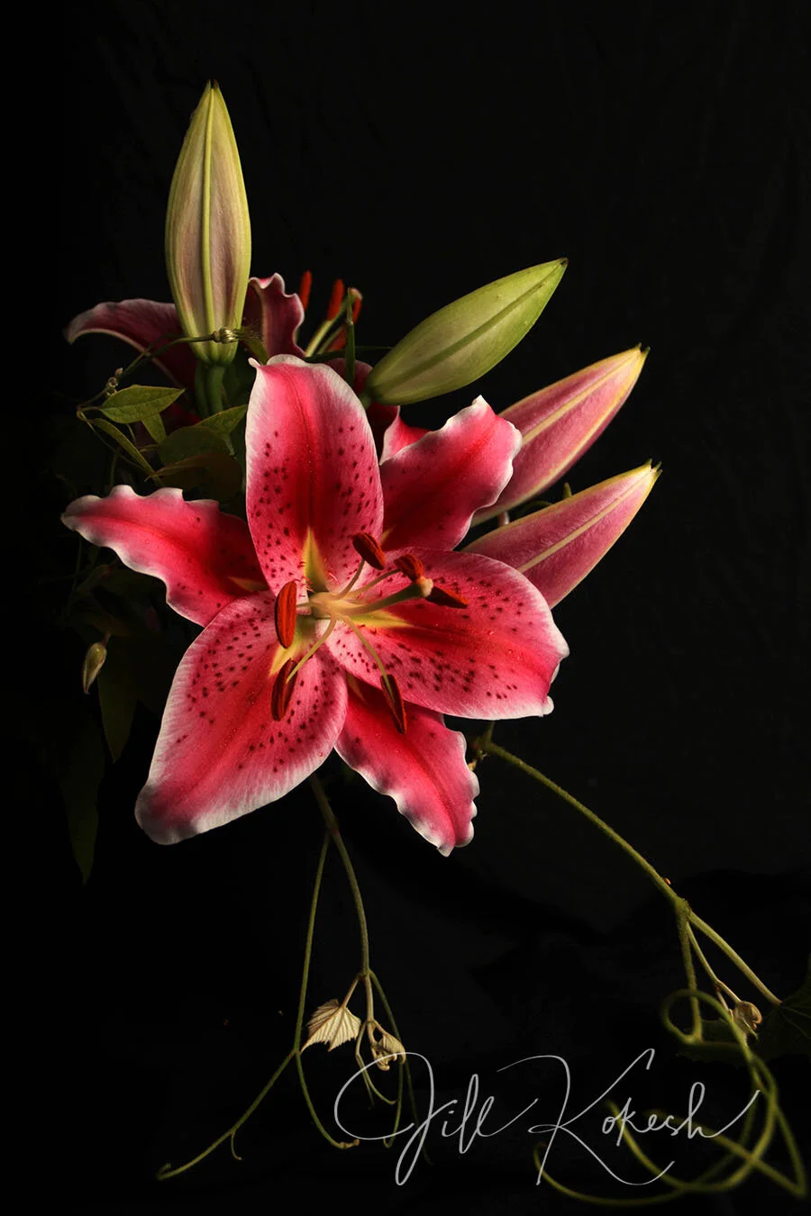 lilly-3.jpg