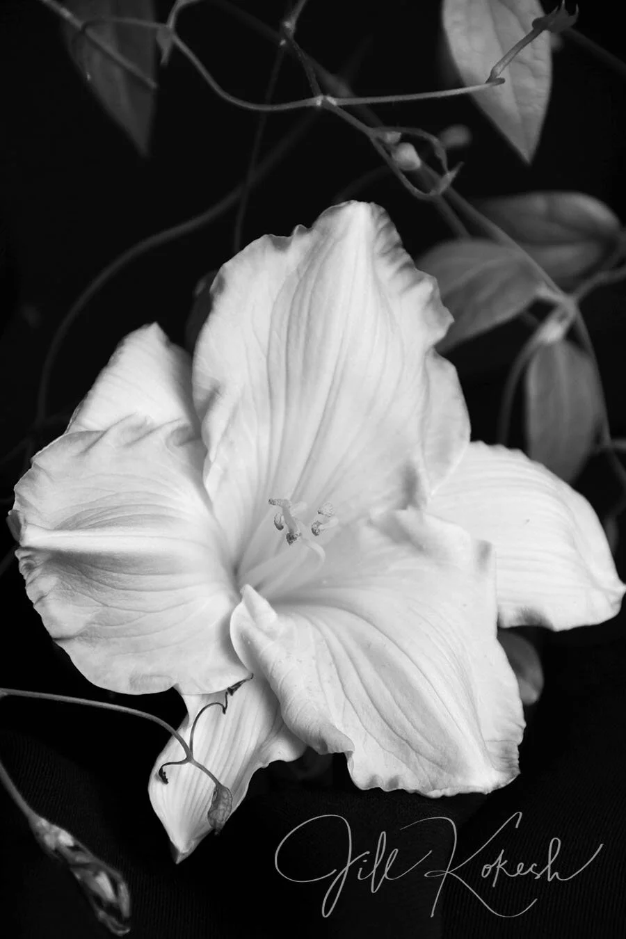 lilly-4.jpg