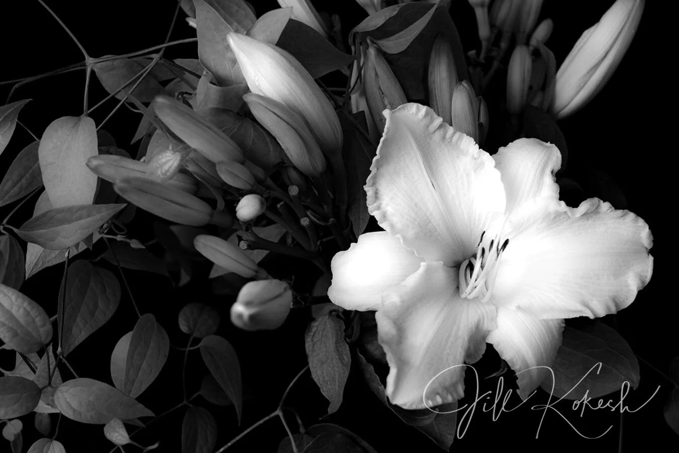 lilly-5.jpg