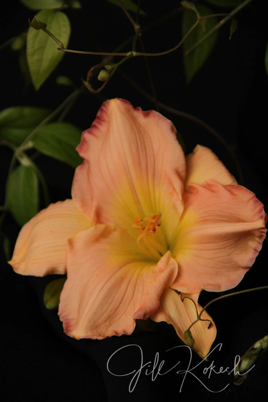 lilly-6.jpg