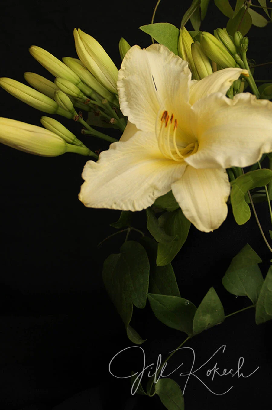 lilly-8.jpg
