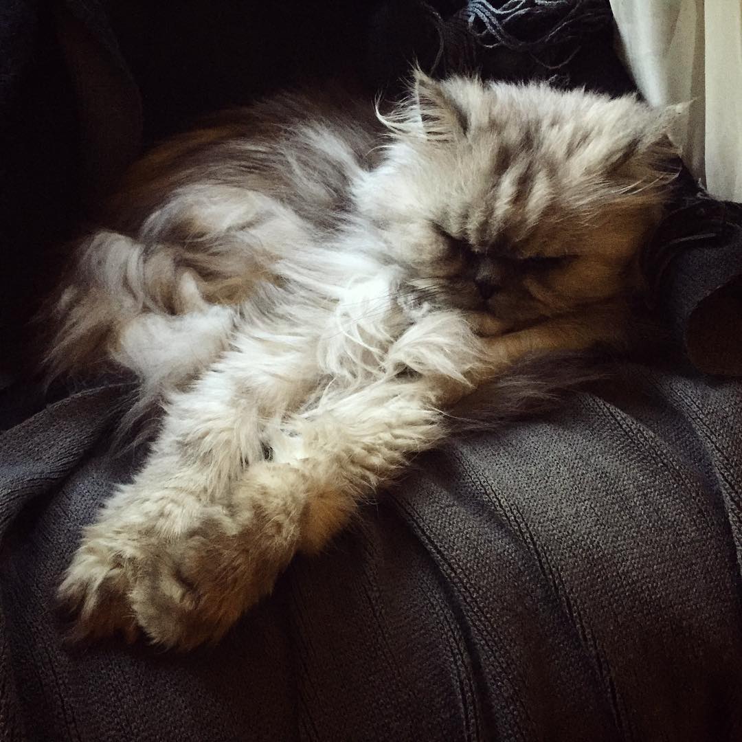 Here he is post-battle relaxing at home.