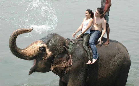 Elephant Safari at Chitwan National Park