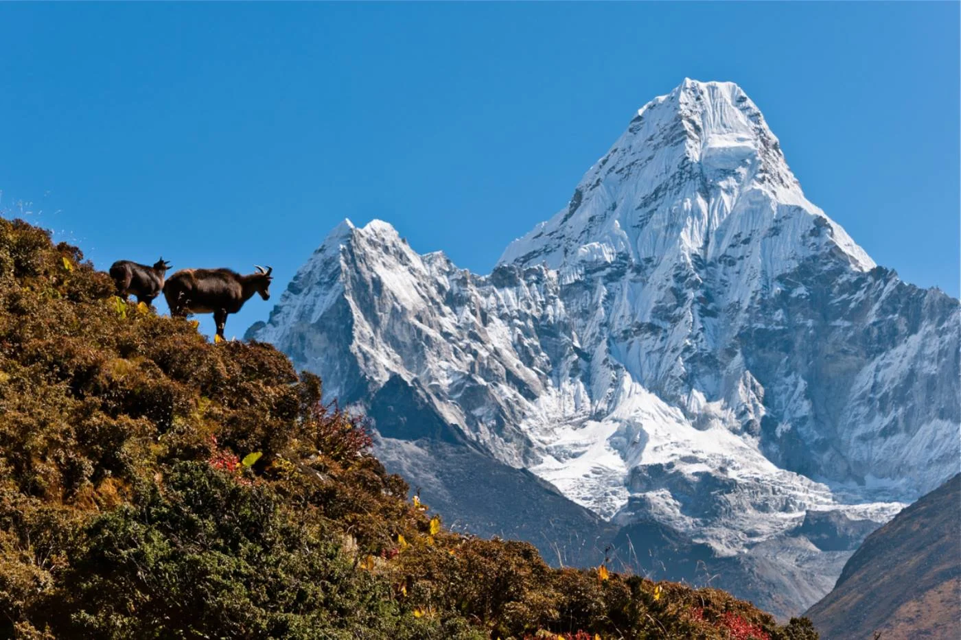Top 5 Treks in Nepal