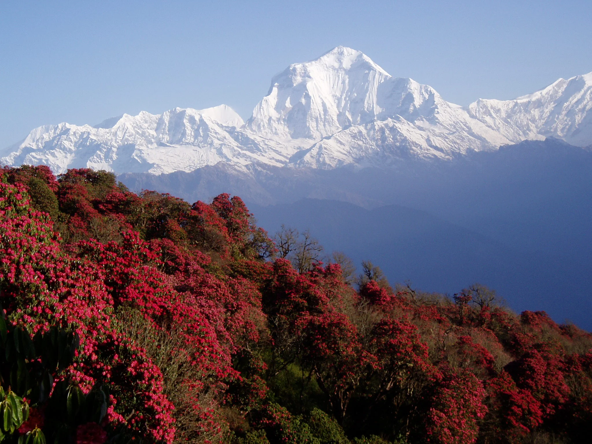 Nepal’s Wonderful Flora