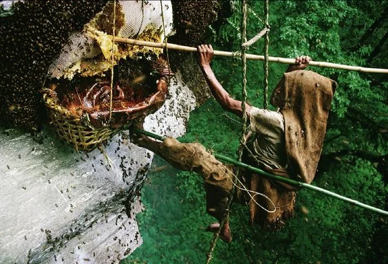 Hunting for Wild Bee Honey in Nepal