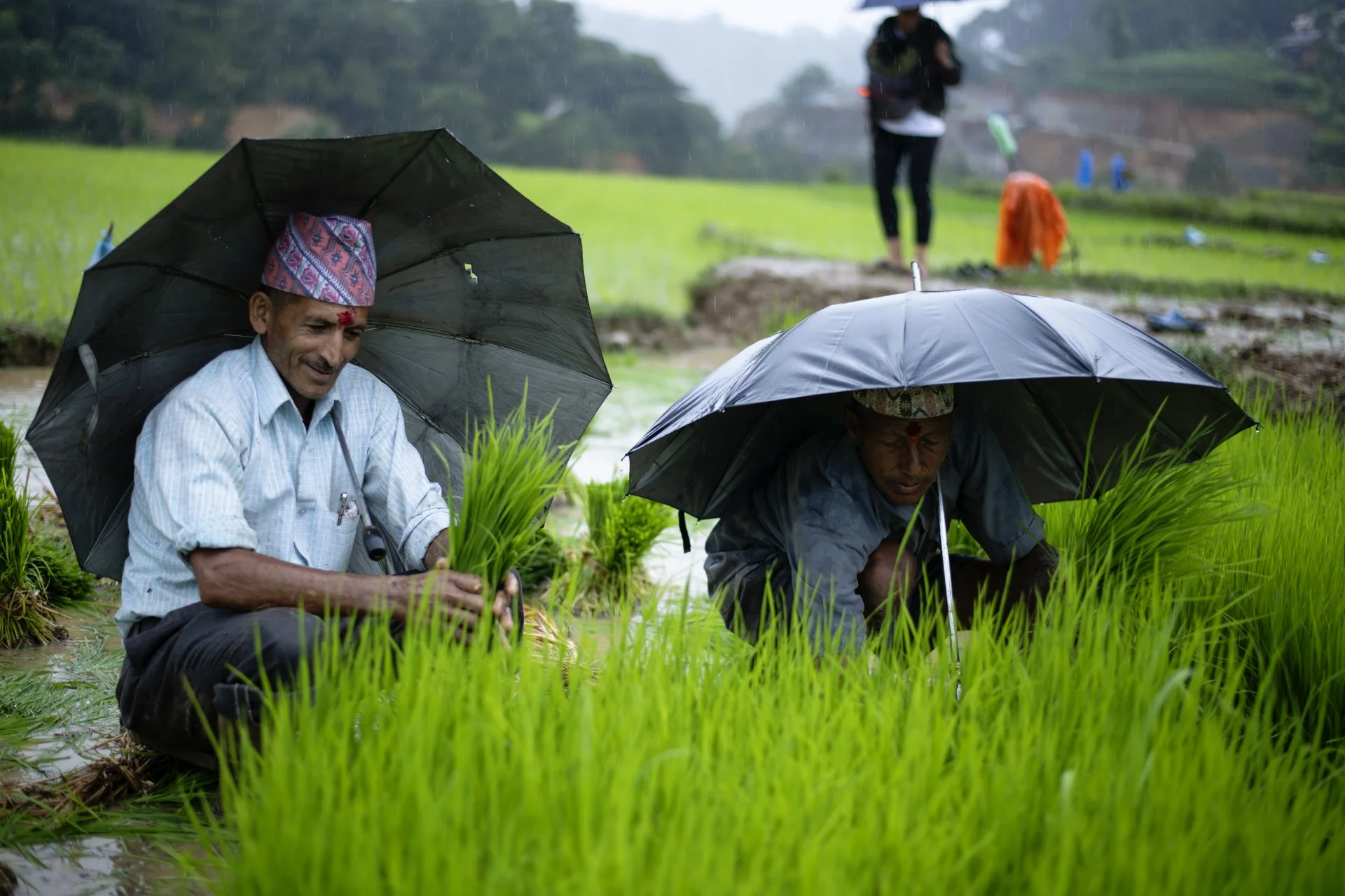 Into The Heart of Nepal's Plantation Season