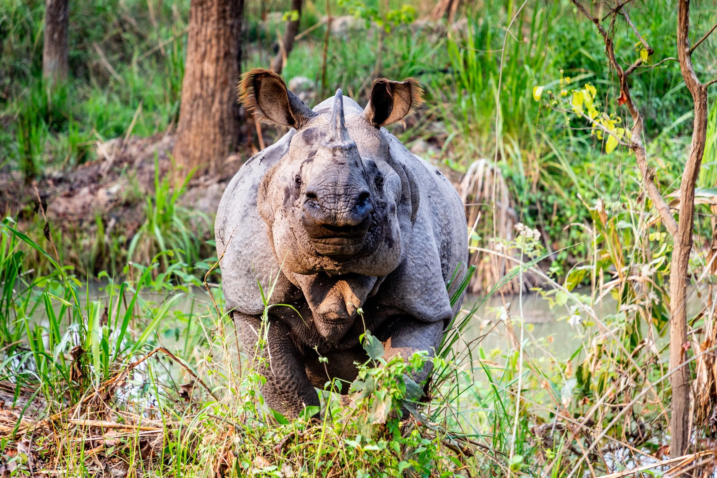Chitwan National Park: A Wildlife Wonderland