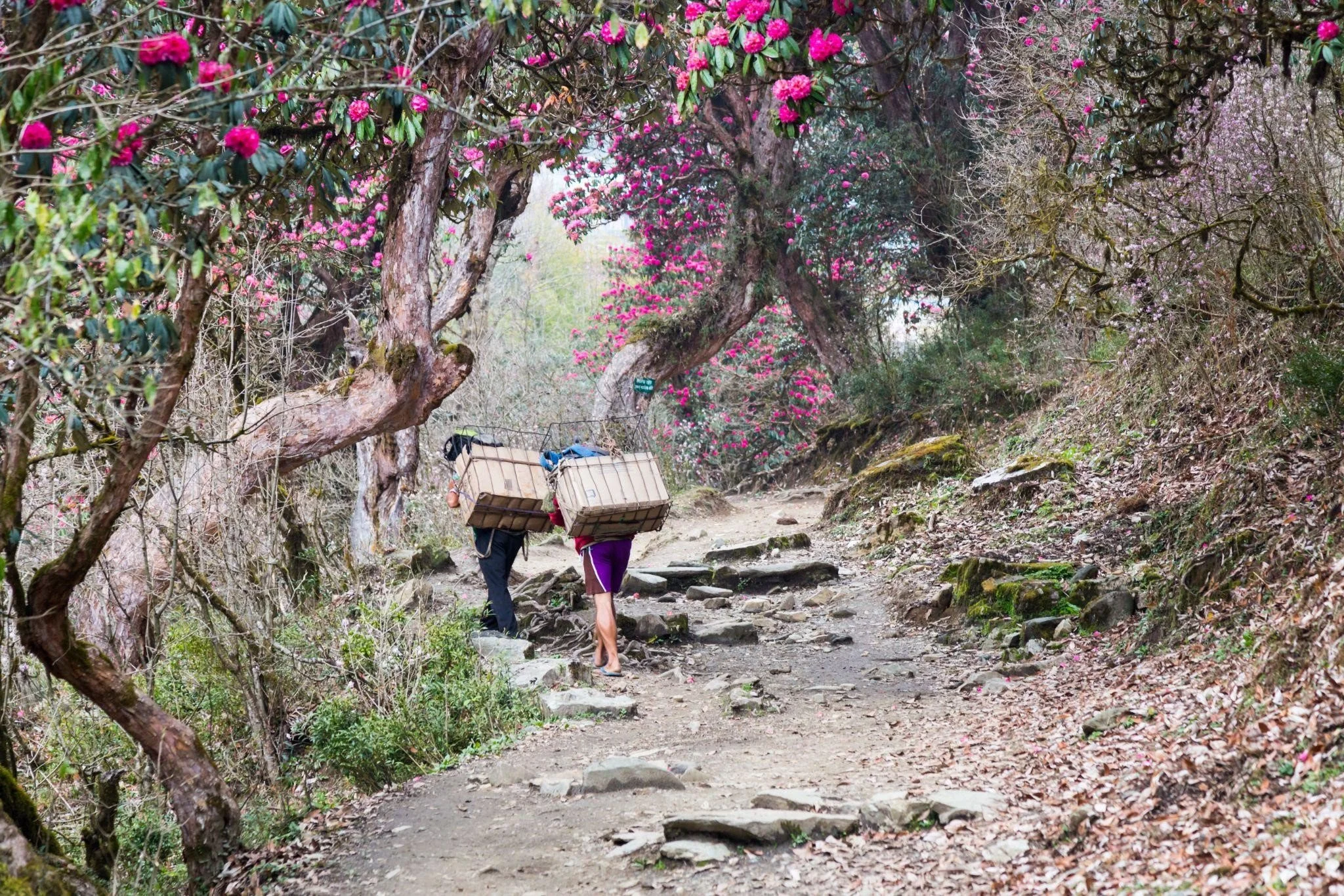 Early Spring Treks: The Best Trails to Explore in Nepal This March