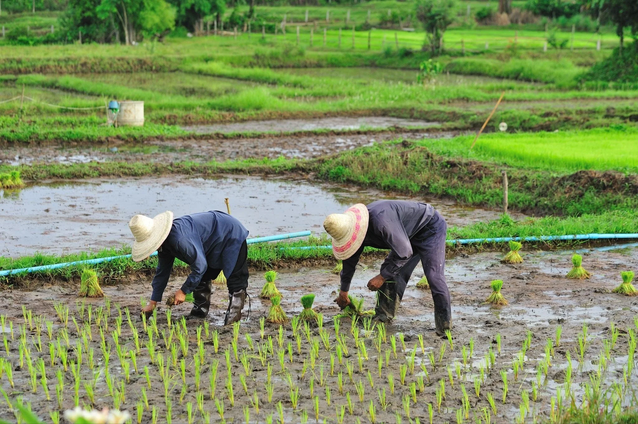 Ropain in Nepal: Where Farming Becomes a Festival