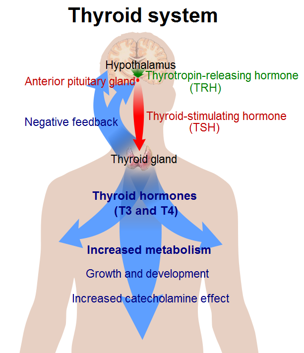 Thyroid_system.png