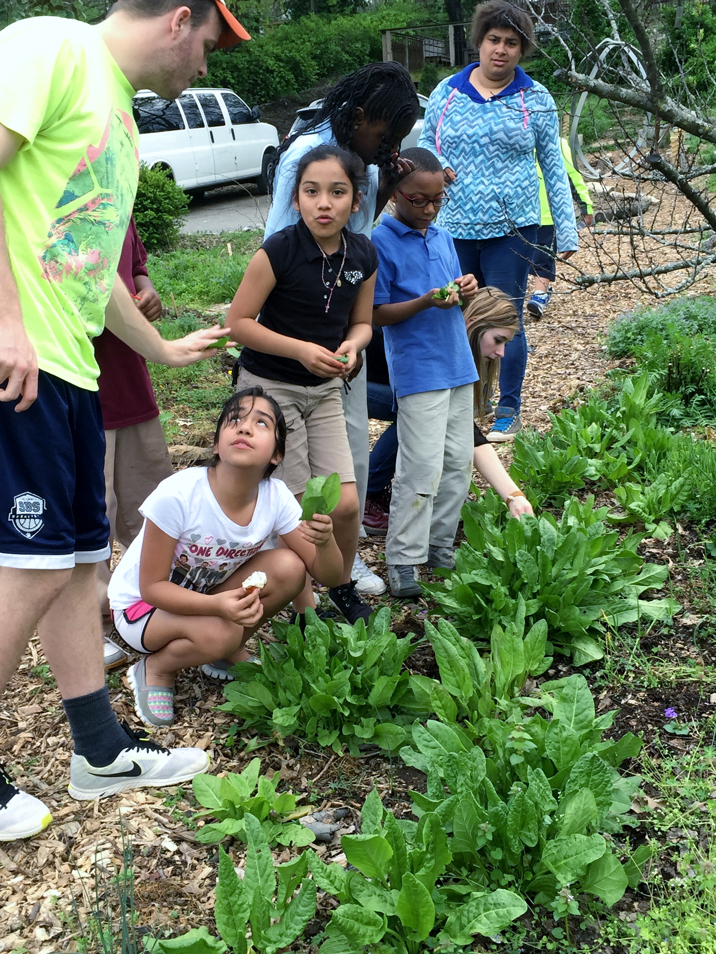 Sorrel is a sour-tasting herb and the youth who come to our Wedgewood Urban Gardens seriously cannot get enough of it! Beyond sour-flavored candy, people around the world use sorrel to make stews, salads and green borscht. Let us know if you have any creative suggestions for how we can incorporate sorrel into our meals!