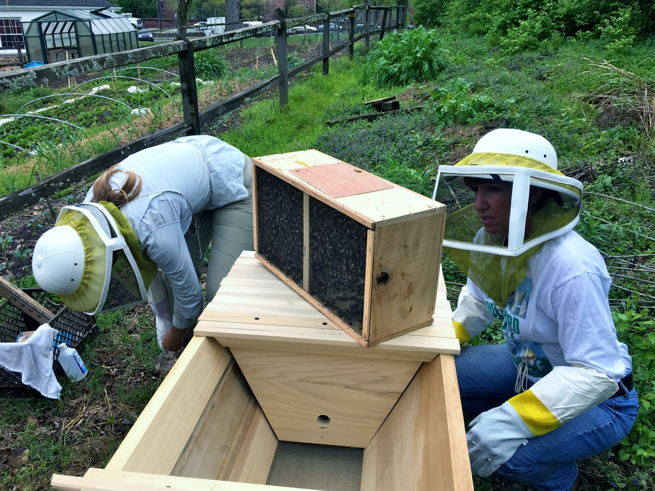   Volunteer, Linda Bodfish, inspects the new package of bees from Wolf Creek Bees in Bon Aqua in TN. These bees will call TNFP home for a long time we hope!   