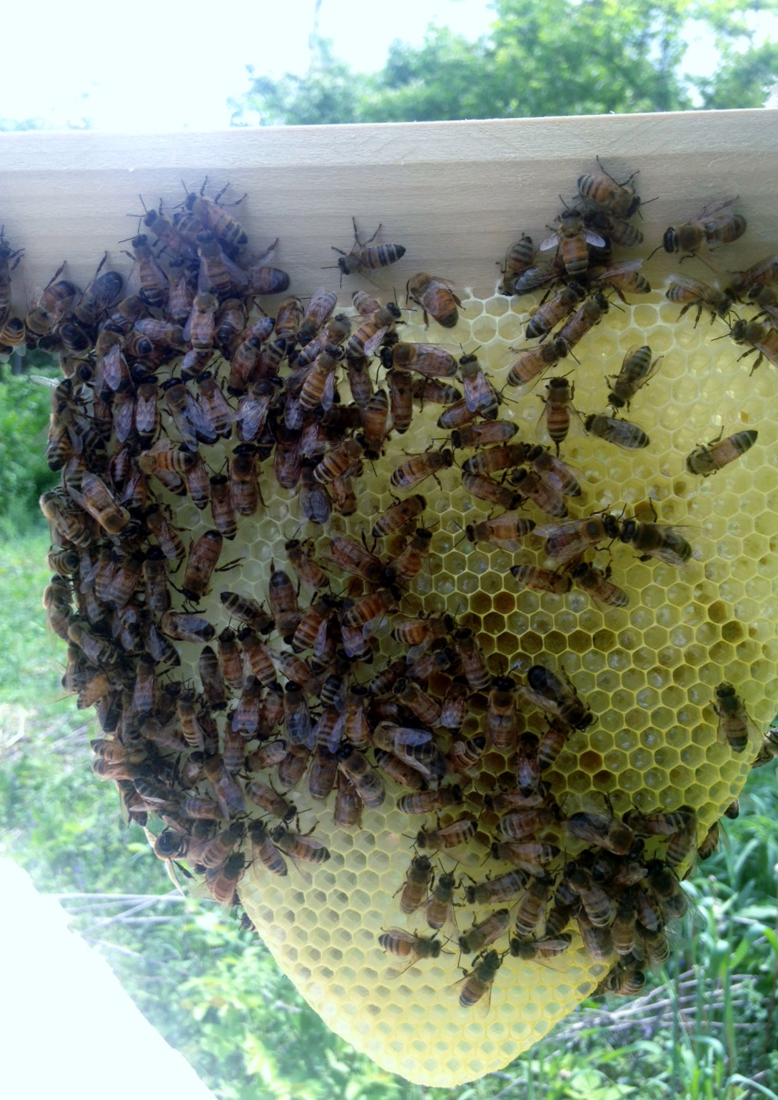   A close-up of the new comb on day 7. Yes, our bees did that.  