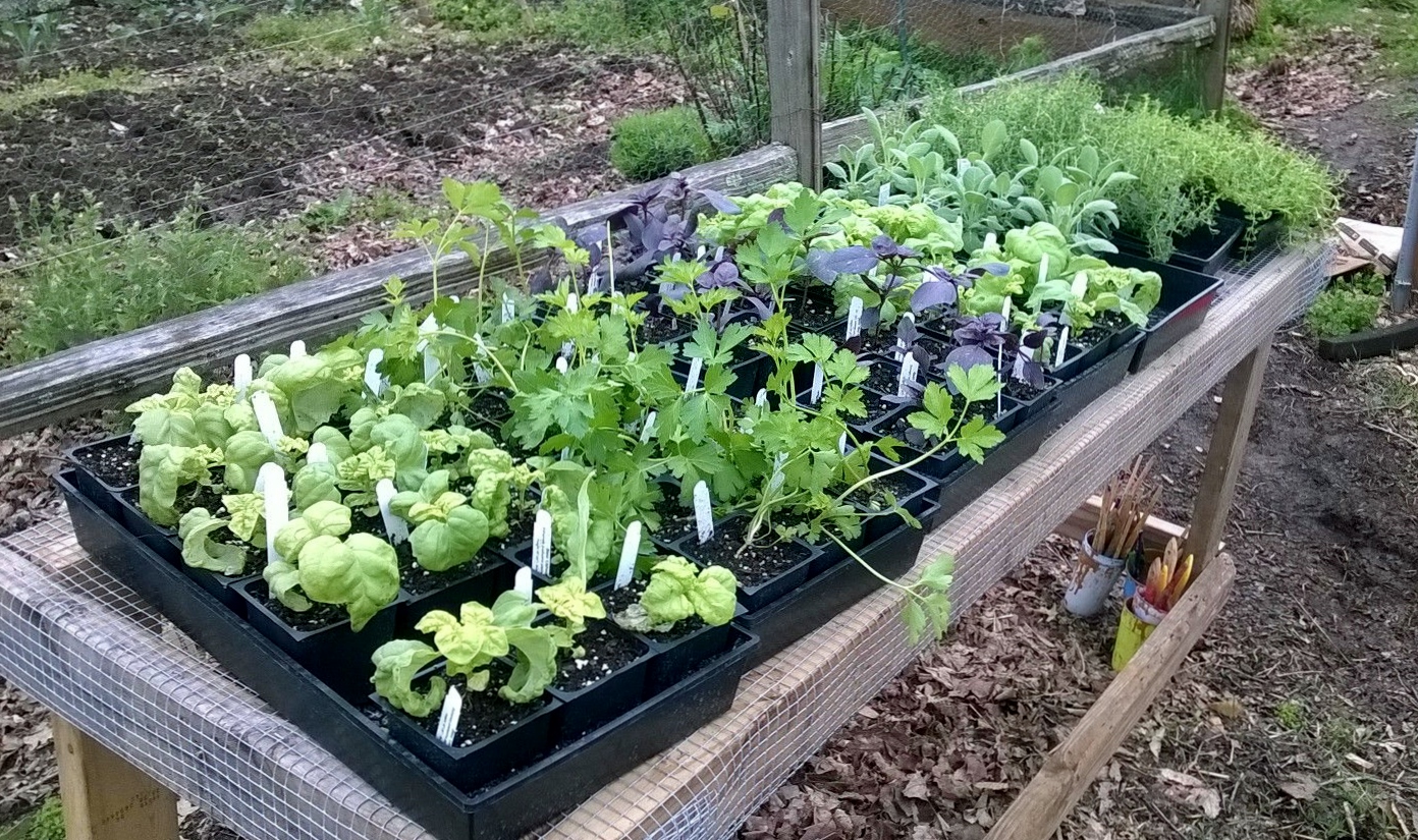 Thanks to the Herb Society of Nashville for donating herbs left over from their annual plant sale! We were able to share these herbs with the community gardeners we support at McGruder FRC, Wedgewood Urban Gardens and the Refugee Agriculture Program. For more about the herb society, visit their website here: http://www.herbsocietynashville.org