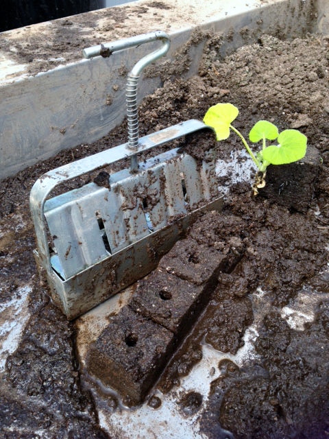Come visit our booth at the Urban Gardening Festival and learn how easy - and helpful - it is to make soil blocks to start your seeds.