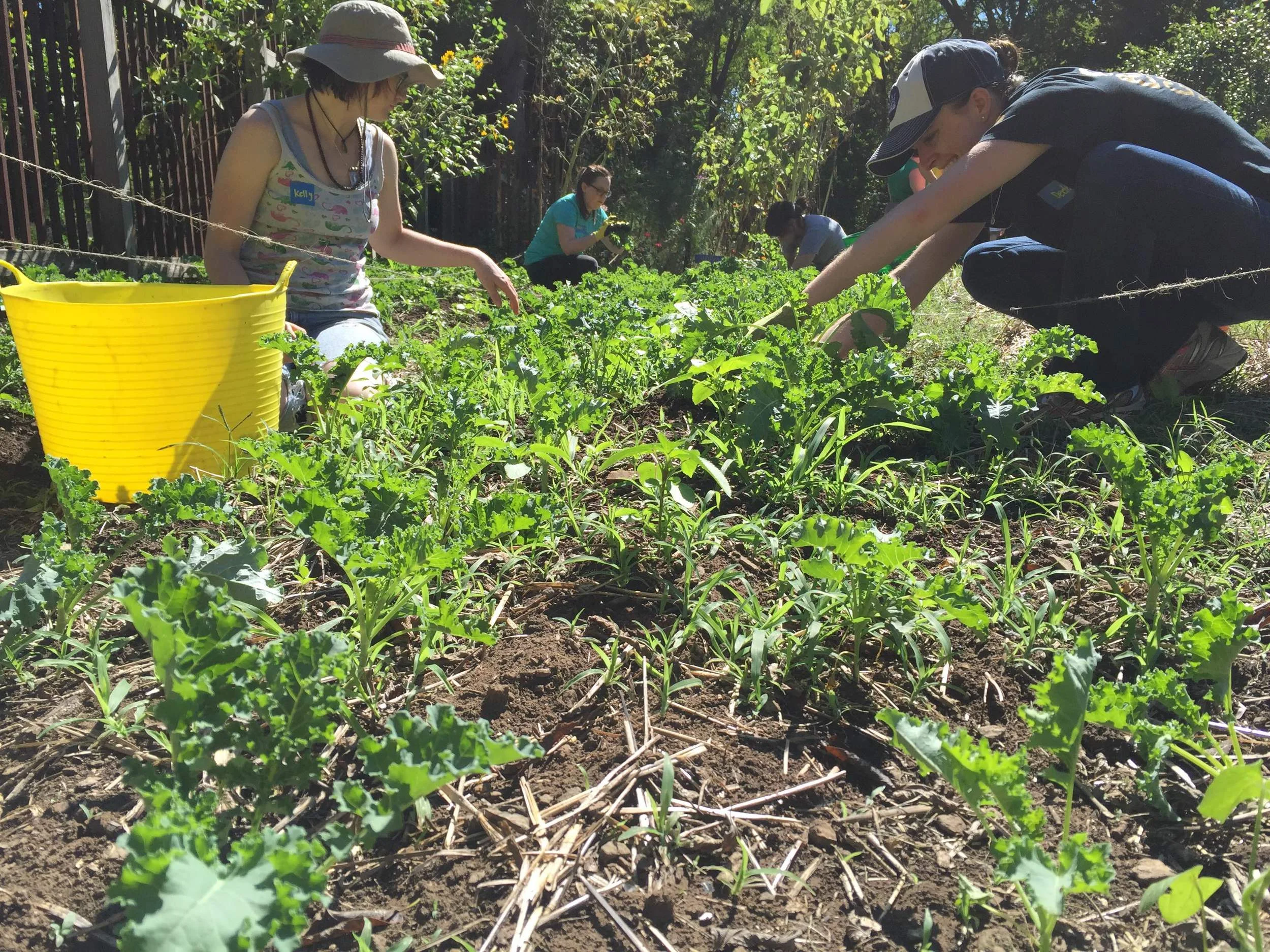 Volunteers from Whole Food Market help out at the Wedgewood Urban Garden.
