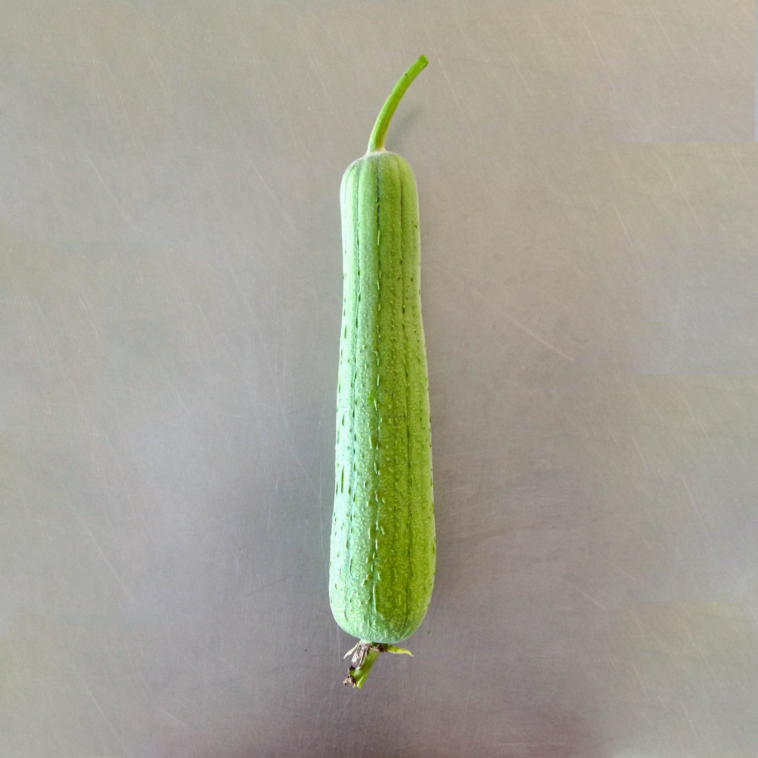 Gourd_Louffa.png