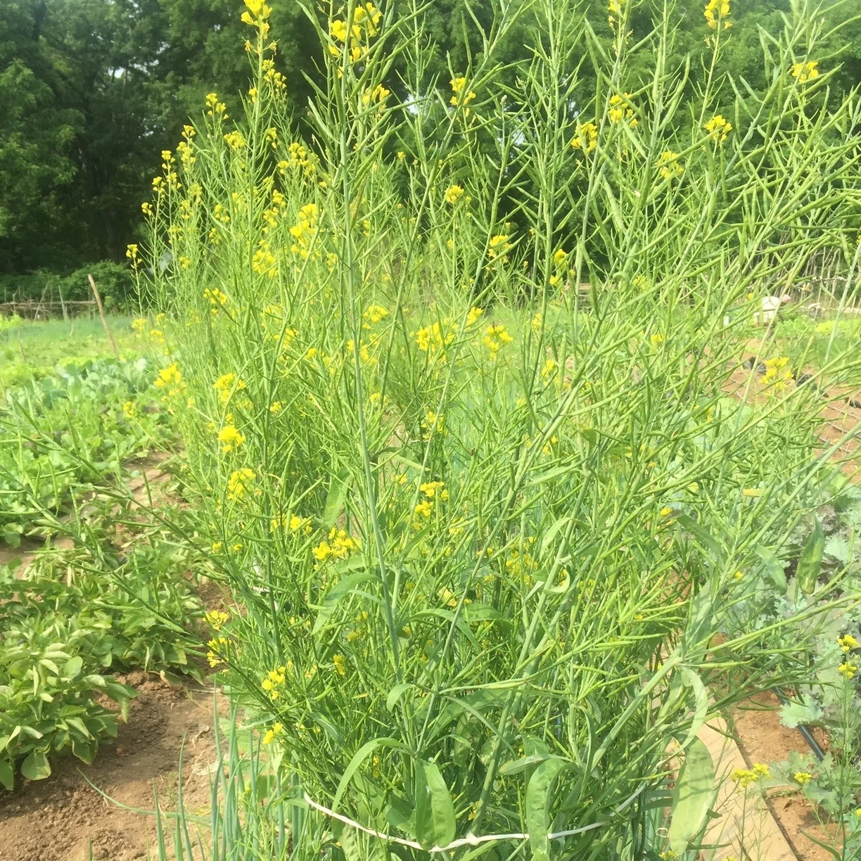 seed+saving+mustard.jpg