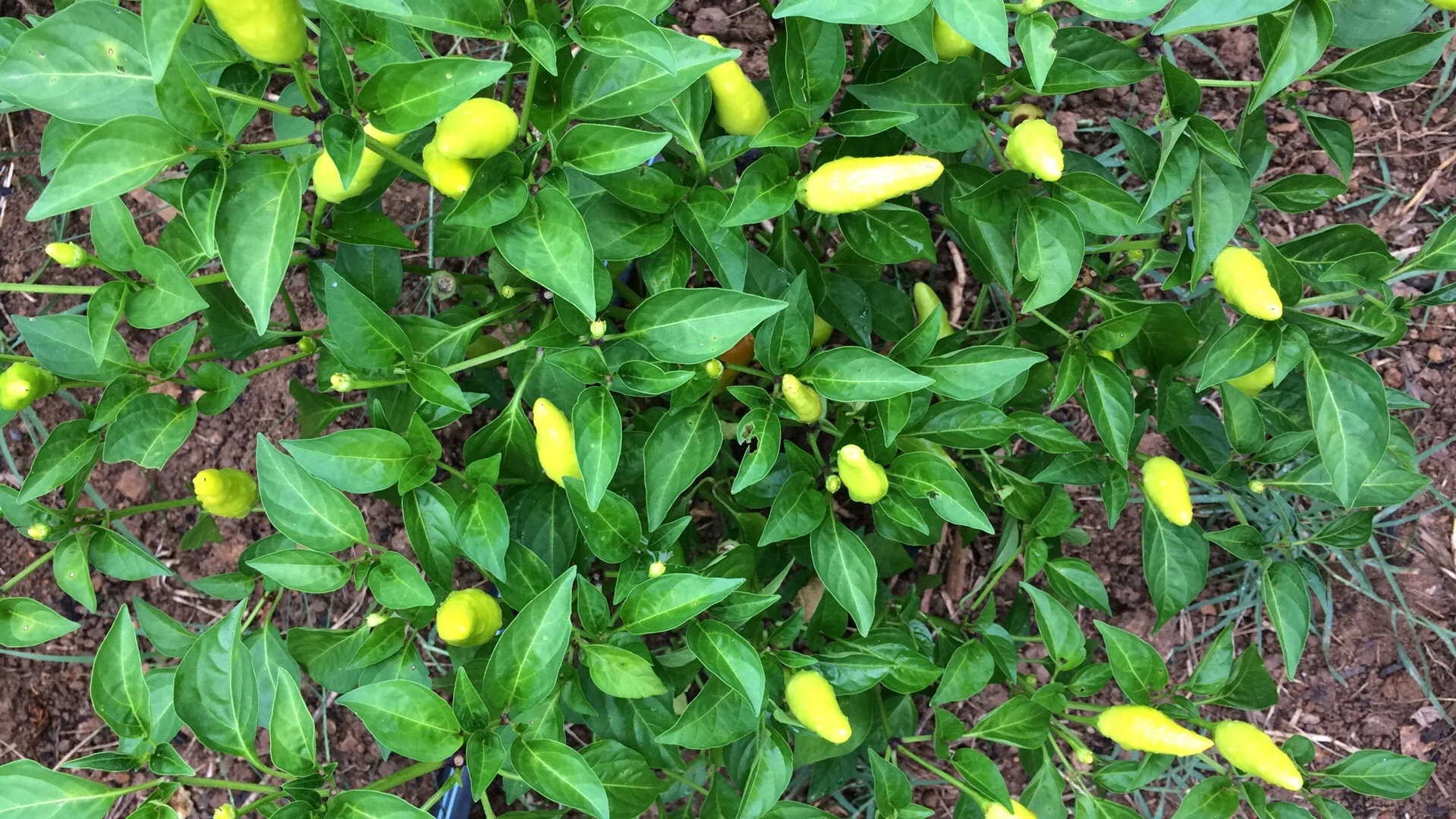 Thai+Chili+%28Yellow-Green%29.jpg
