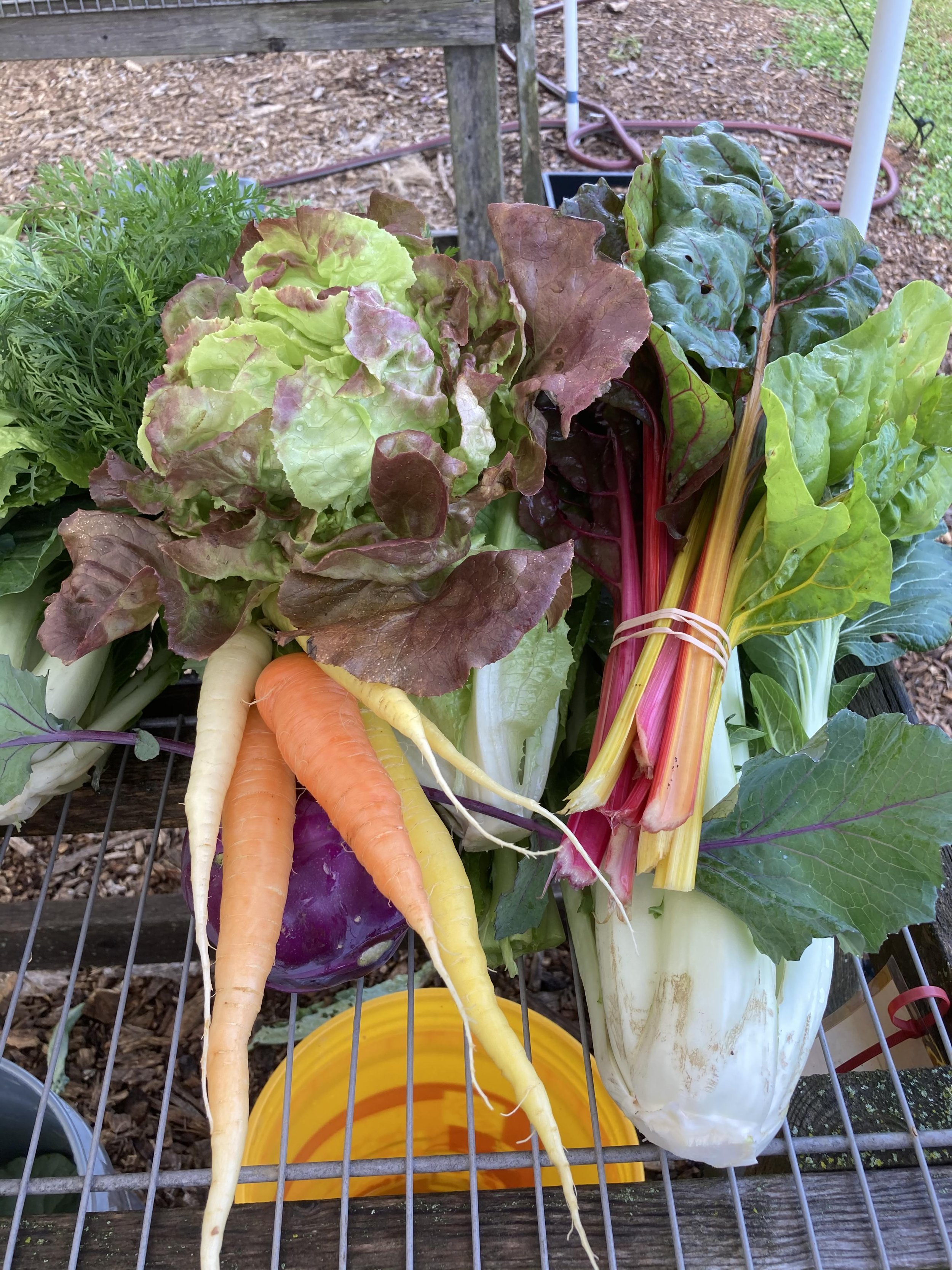 CSA_Produce_(Carrots,_Swiss_Chard).jpg