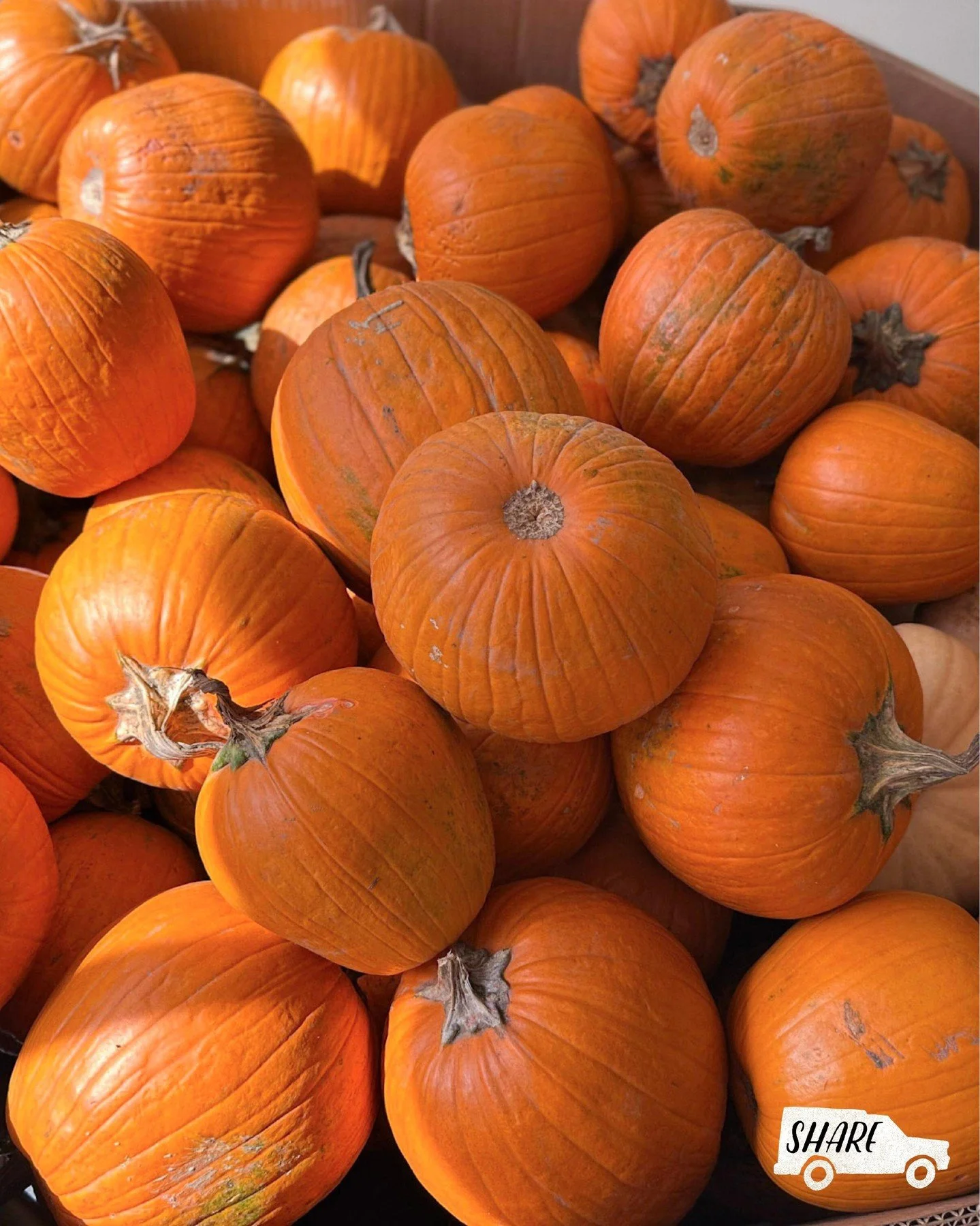 🎃 800 pounds of cooking pumpkins from our friends at Cul2vate!
@cul2vatefarms
These pumpkins come from a farm based at the Tennessee Agricultural Center in Crieve Hall that shares about 10,000 pounds of fresh produce with us every year. Their gener