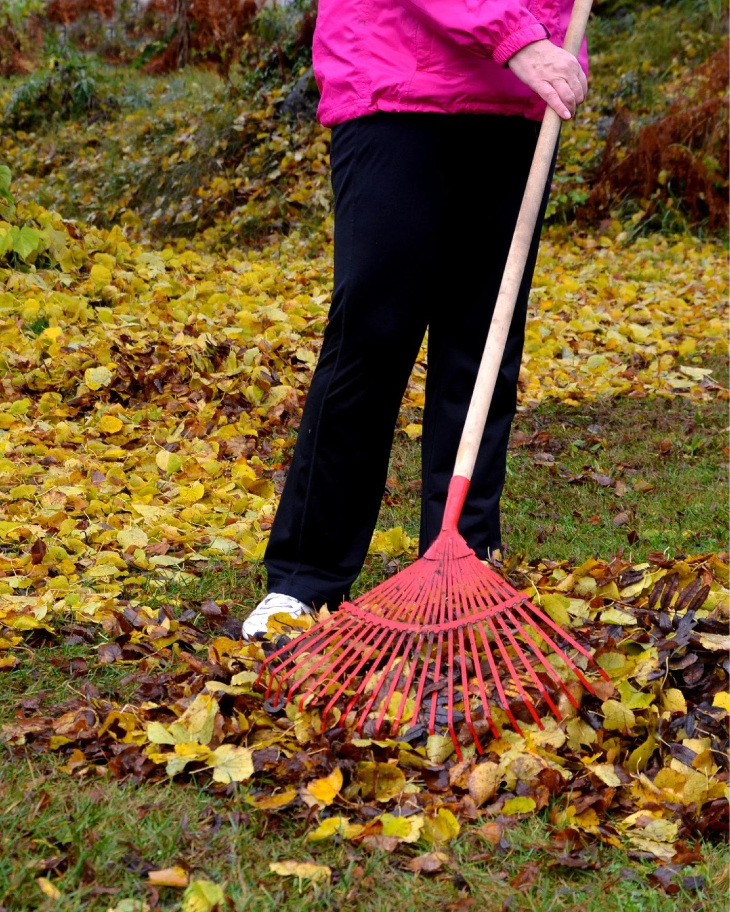 Our Annual Fall Leaf Drive is Back. Don’t throw away your leaves. Help us make compost instead.
If you rake your yard, you can put those leaves to good use at our Community Farm at Mill Ridge. Here’s why your leaves matter:
๐They make