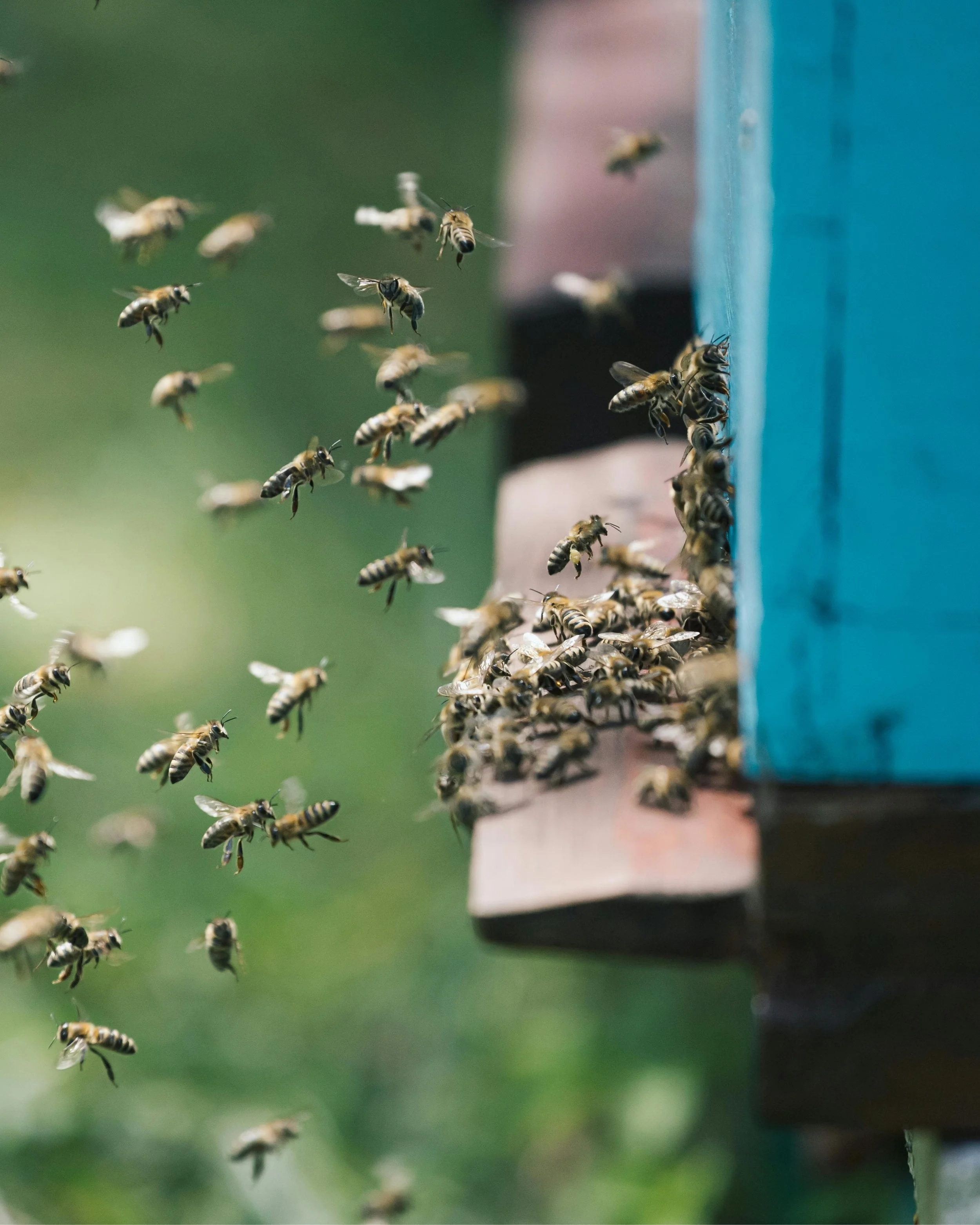 The Joys of Beekeeping
