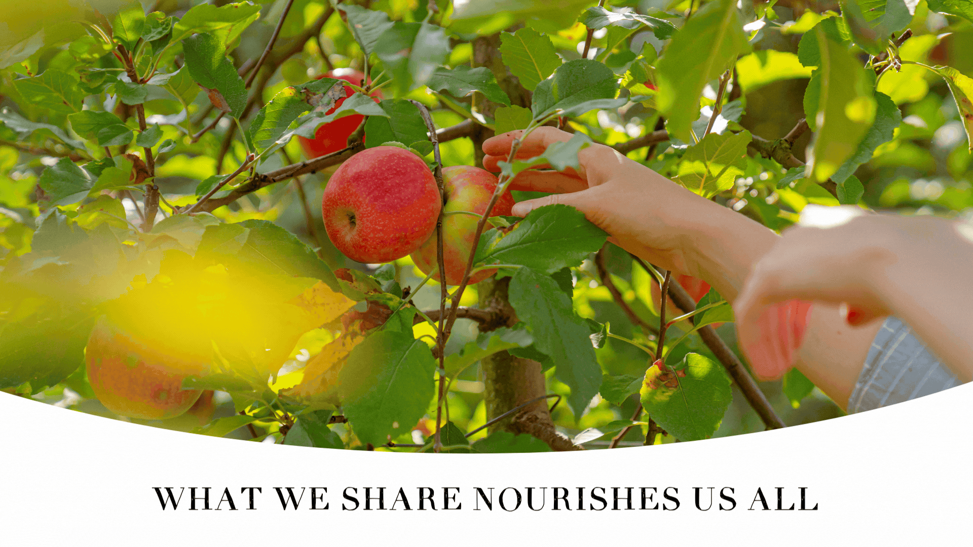 What Gardens Can Teach Cities