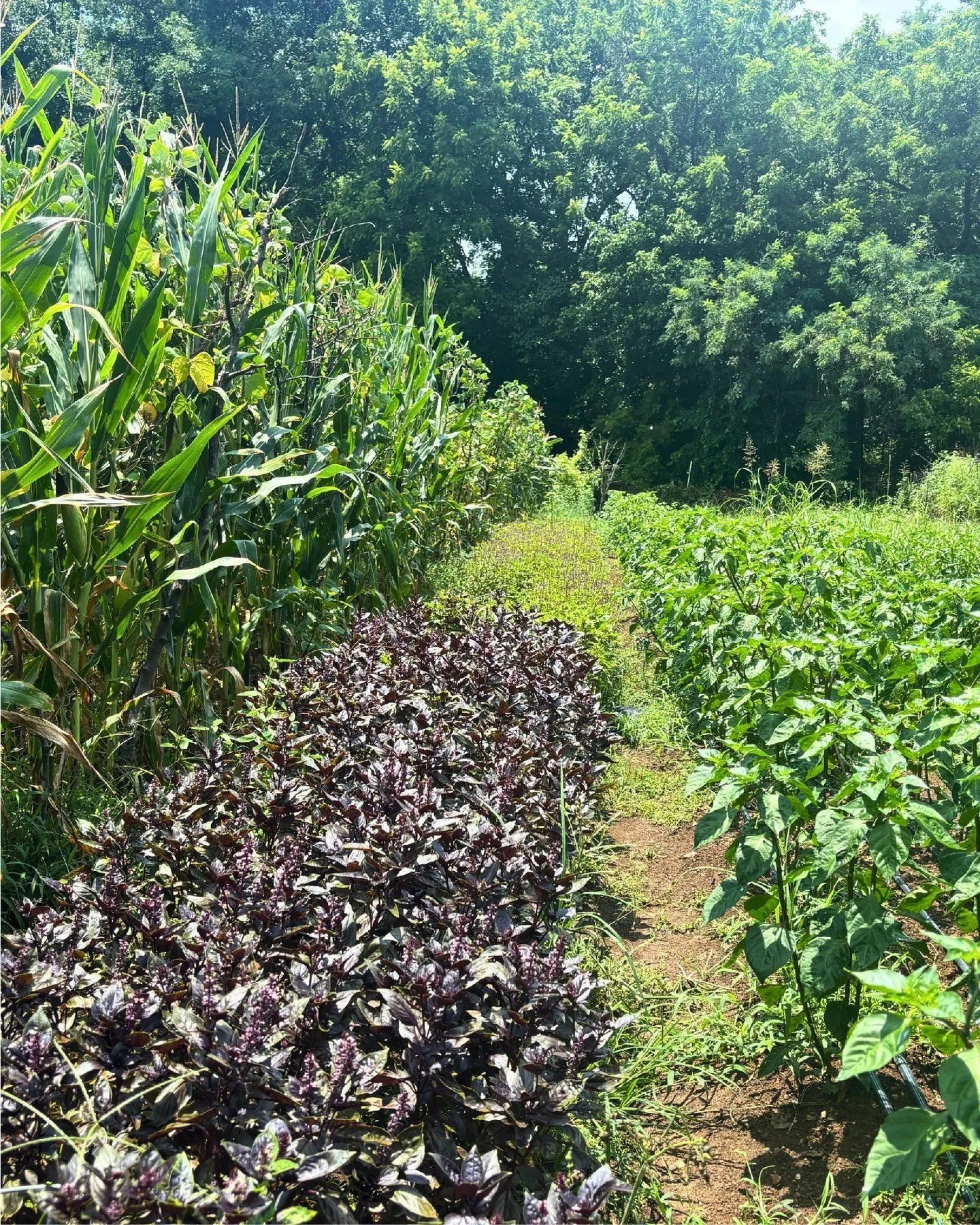 What's growing? 🌱❤️

&bull; Growing Together Farm: Pabitra and her family's plots are full of color and abundance, with flowers and food growing side by side.

&bull; Community Farm at Mill Ridge: Red clover is helping build healthy soil, support po