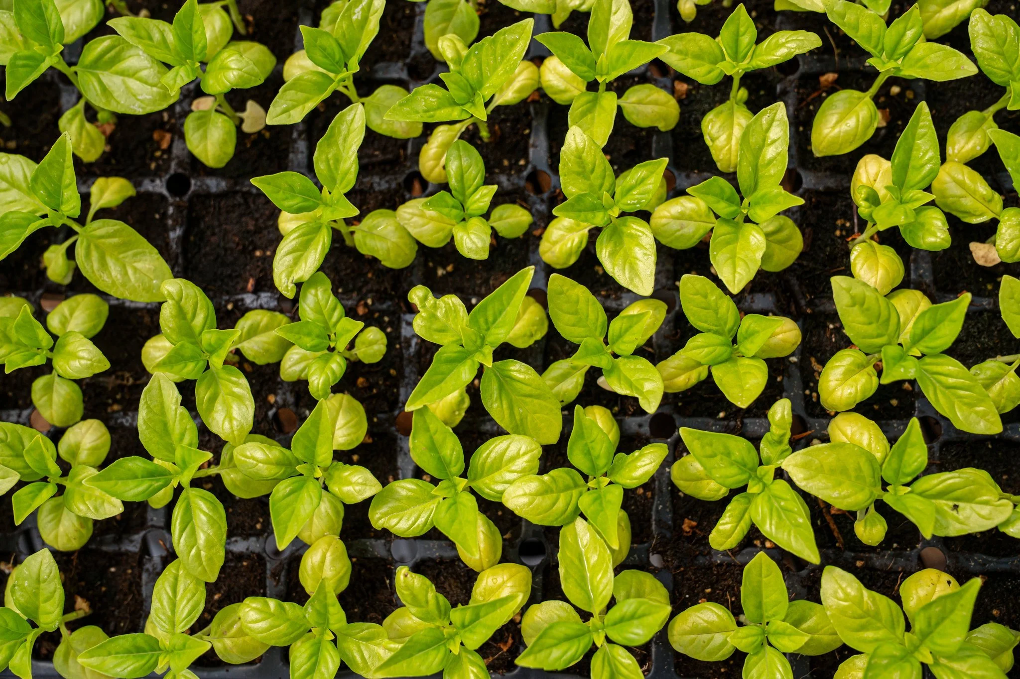 Growing-Together_TNFP_20250519__39.jpg