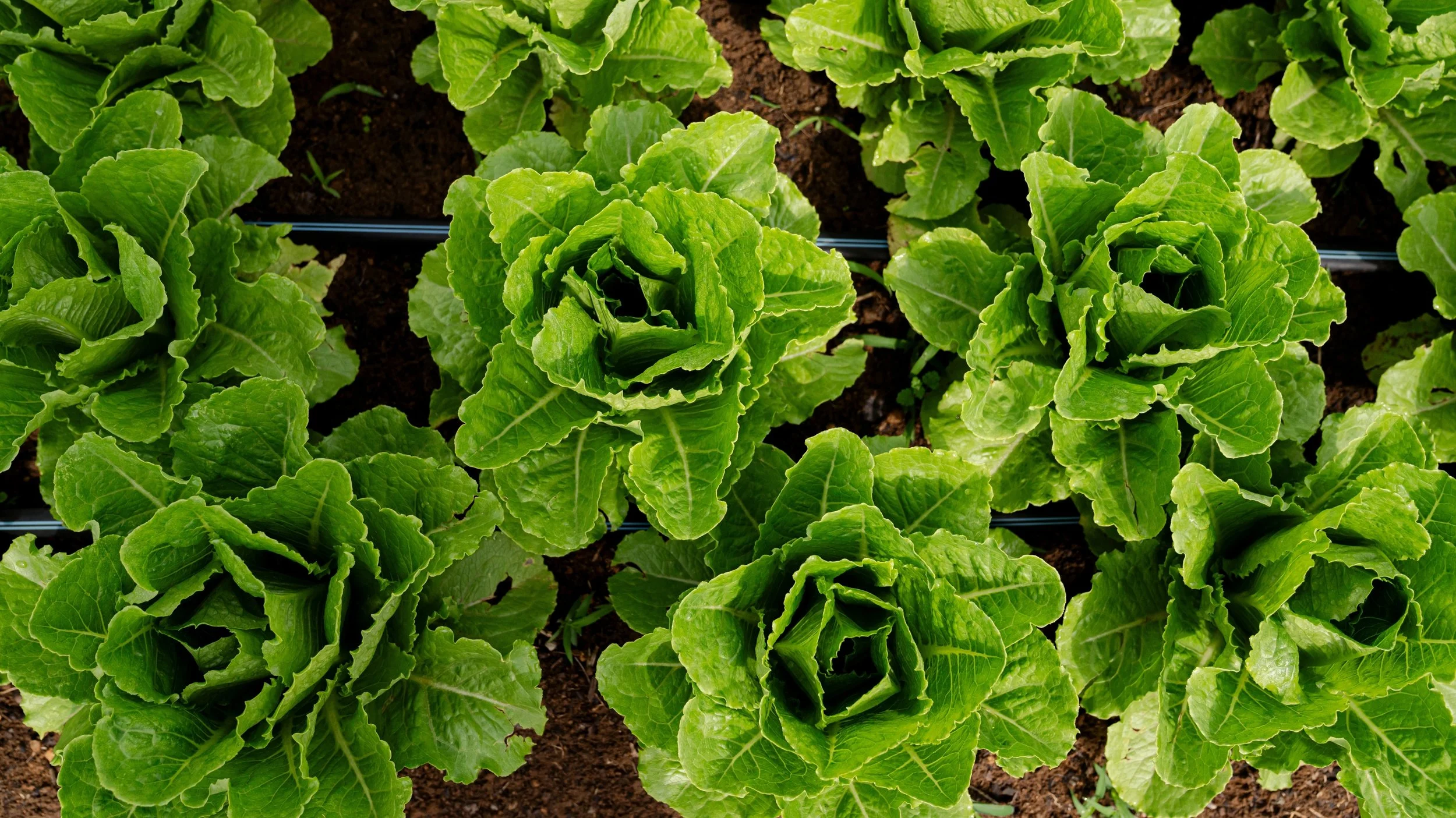 Impact Report Website.jpg