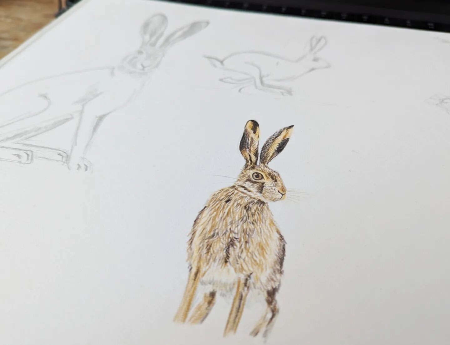 Spring sketchbooking.

#hare #lepus #spring #britishwildlife #illustration #drawing #sketchbook